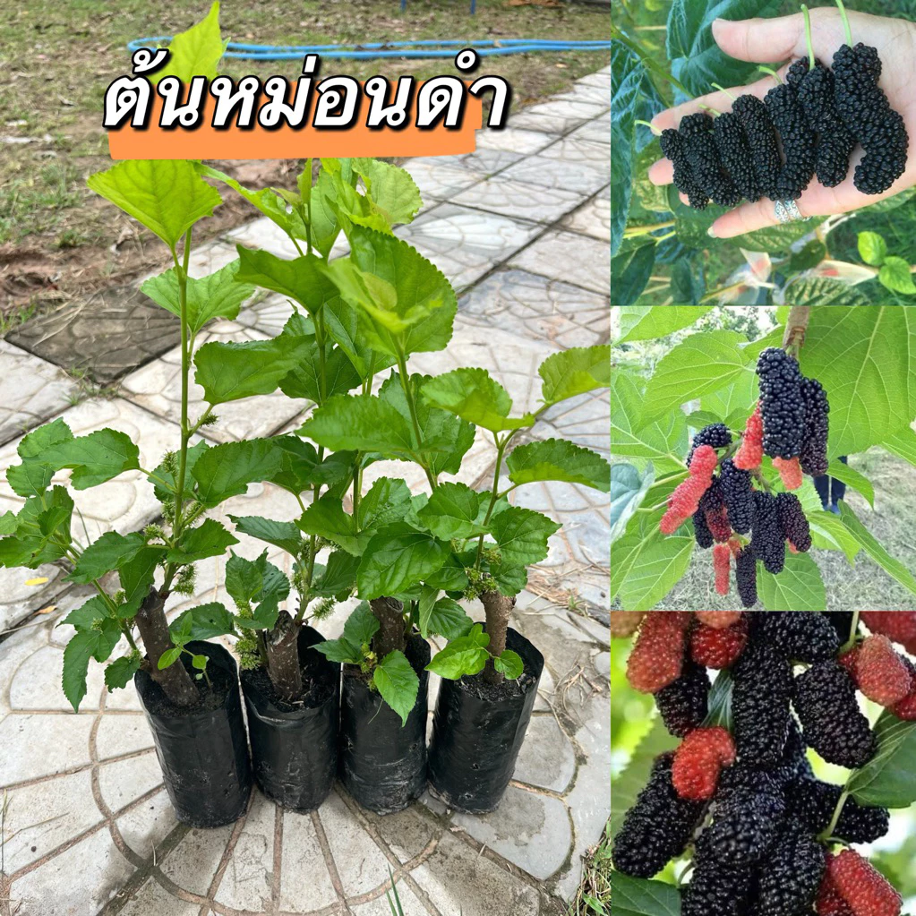 ต้นหม่อนดำ.4ต้น80.พร้อมส่งพร้อมปลูกค่ะ
