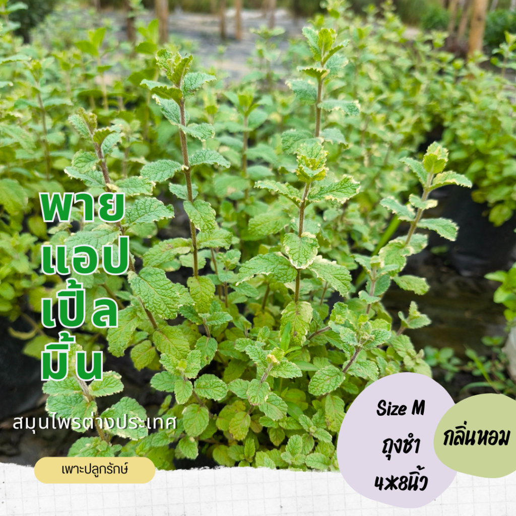 ต้นพายแอปเปิ้ลมิ้น Pineapple mint (มิ้นด่าง)