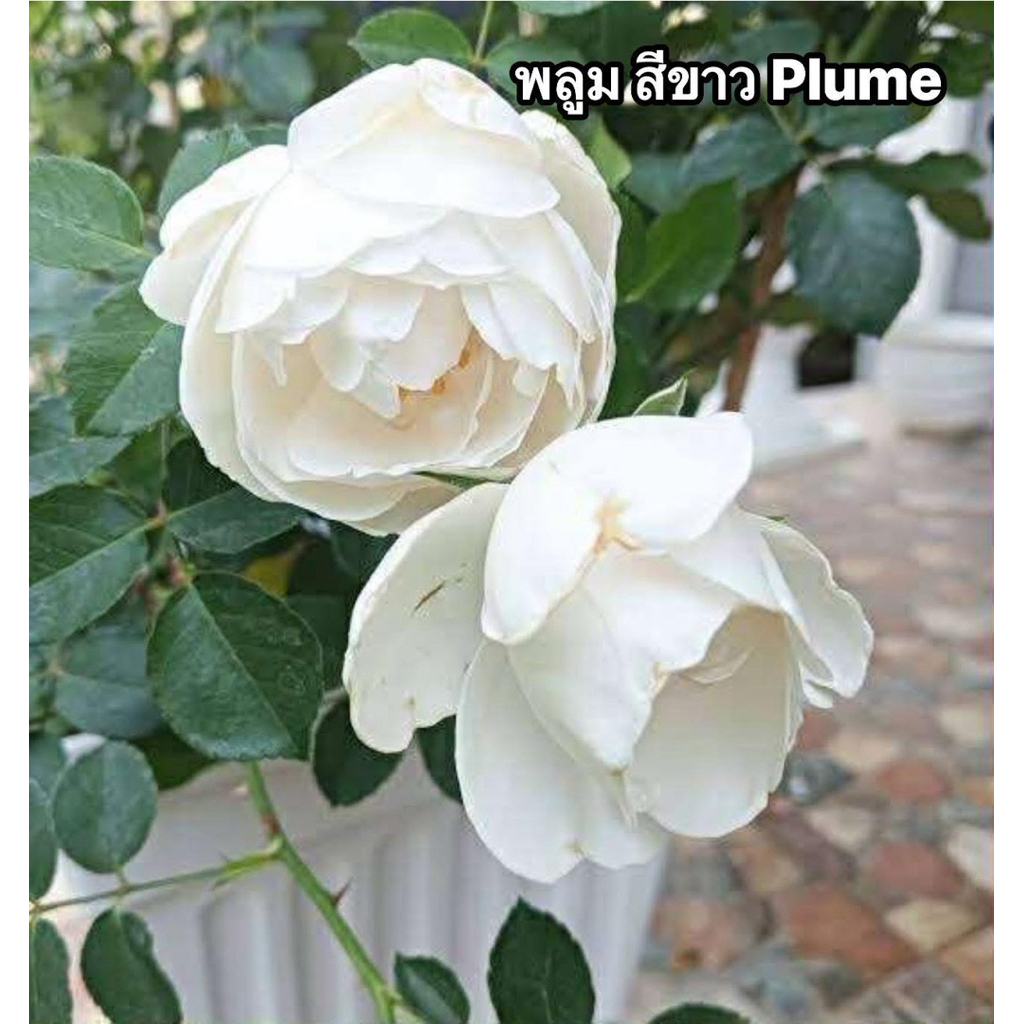 กุหลาบ-พลูม สีขาว ”Plume White“  ซาลาเปาสีขาว กลมฟู ดอกใหญ่ หอมแรง