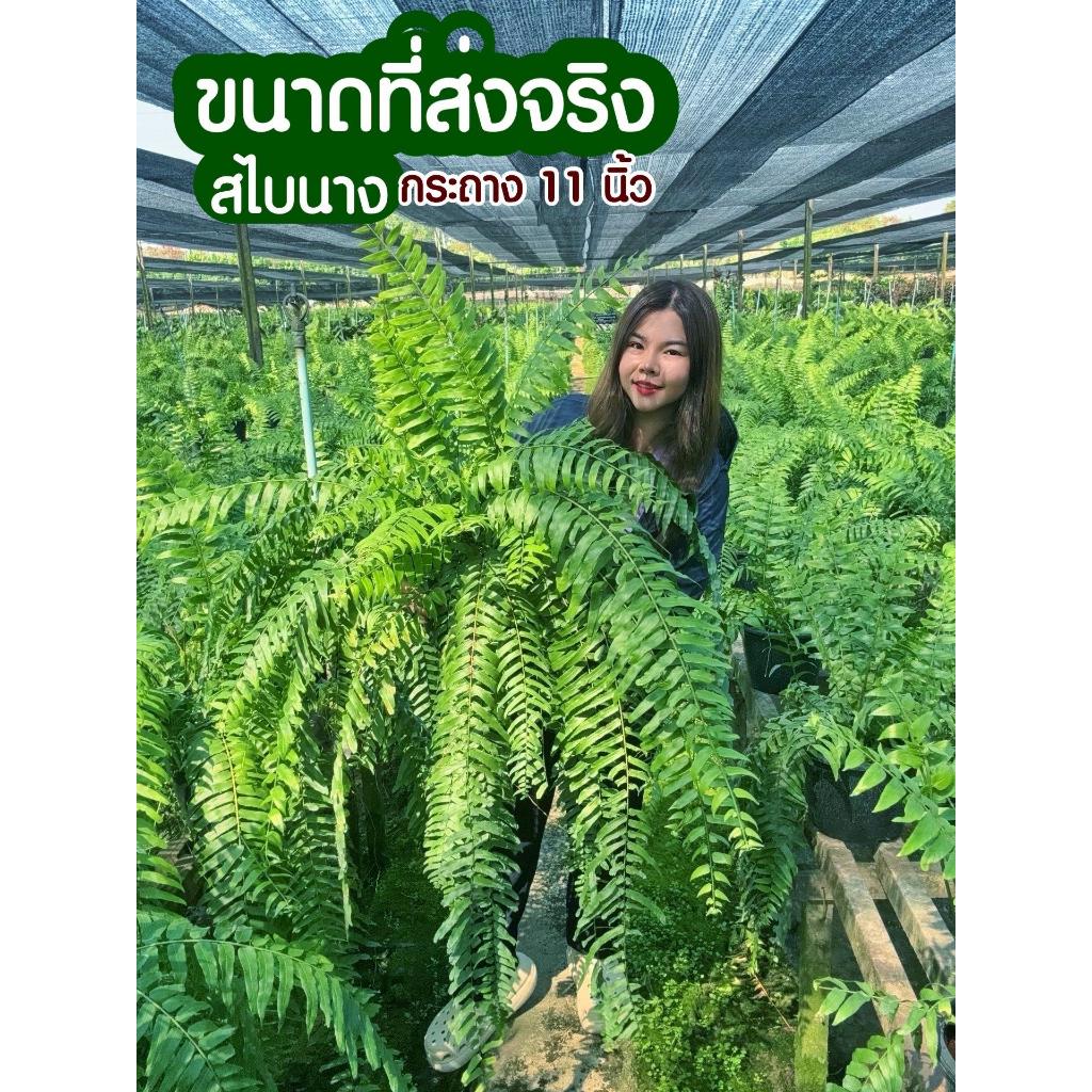 [SP GARDEN] เฟิร์นสไบนาง ขนาดกระถาง 11 นิ้ว