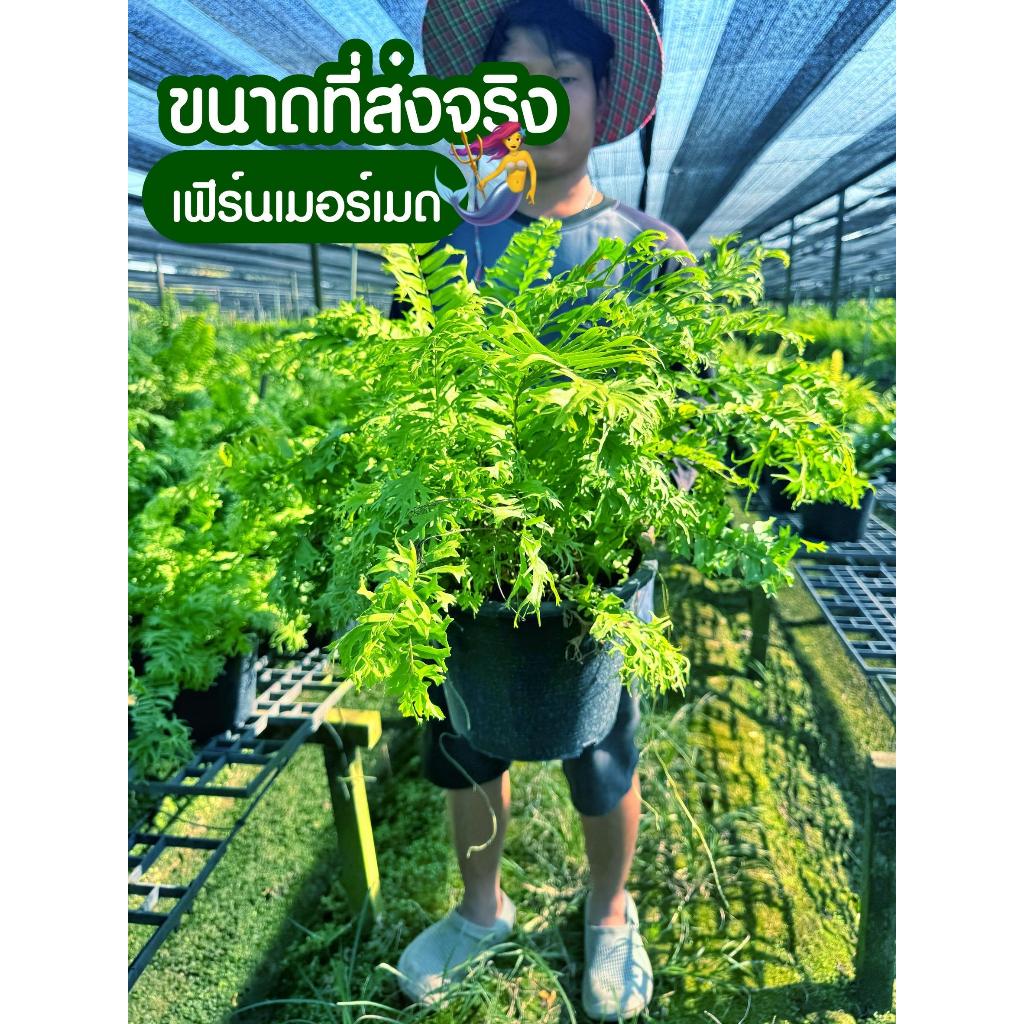 [SP GARDEN] เฟิร์นเมอเมด ขนาดกระถาง 11 นิ้ว