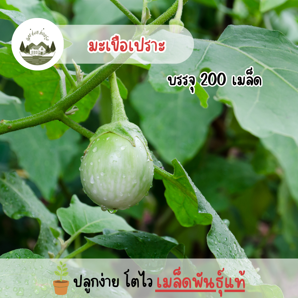 เมล็ดพันธุ์มะเขือเปราะ 200 เมล็ด