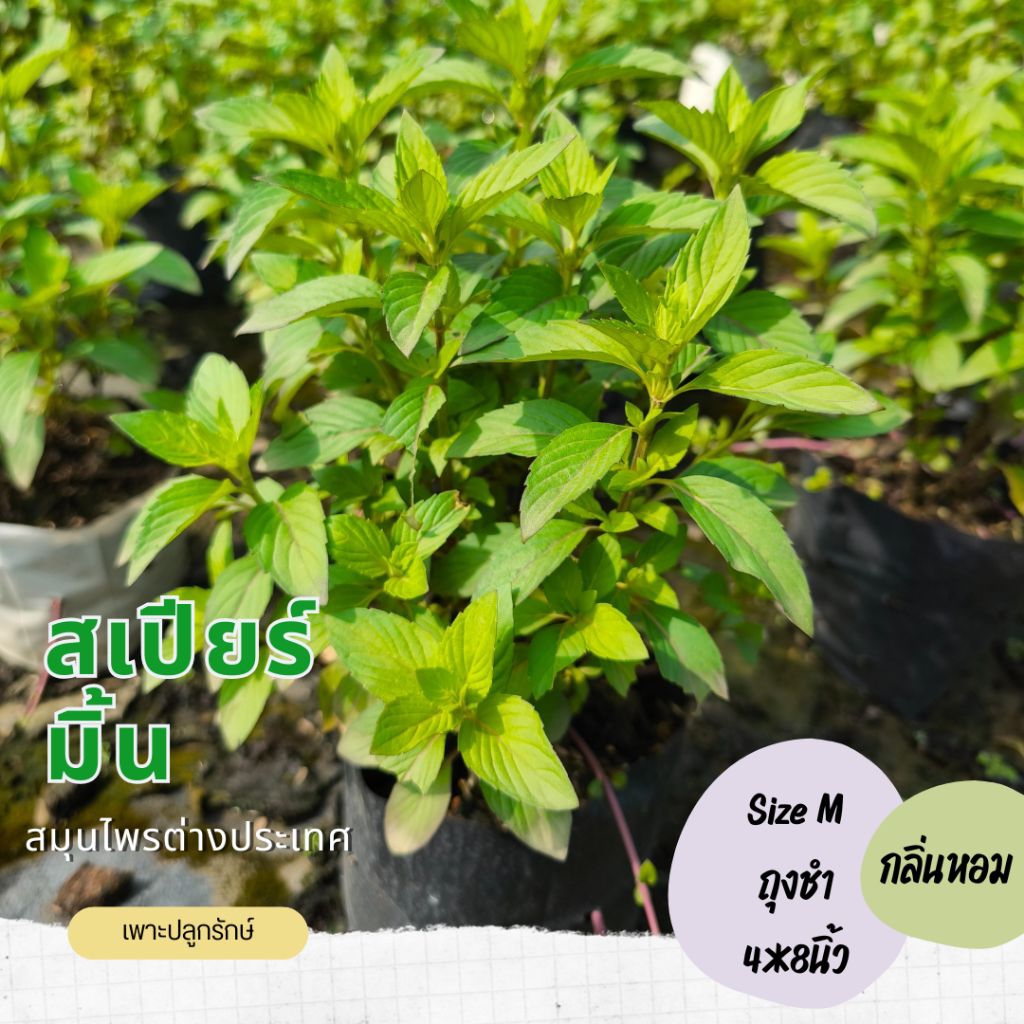 ต้นสเปียร์มินต์ Spearmint (H28) #เพาะปลูกรักษ์สมุนไพรฝรั่ง #กลิ่นหอมเมนทอล