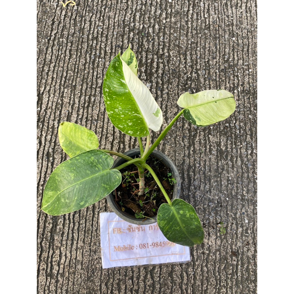 Philodendron jose buono variegated🌿ต้นที่ส่ง คือ ต้นในรูป