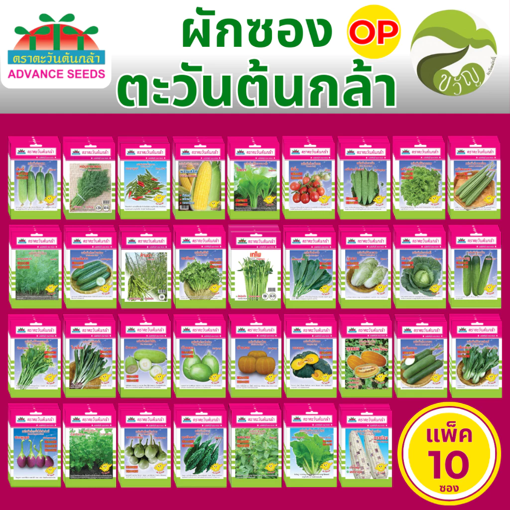 เมล็ดพันธุ์ผักซอง ผักซอง ตราตะวันต้นกล้า (OP) ยกแพค บรรจุ 10 ซอง ราคาส่ง ราคาถูก ล็อตใหม่ล่าสุด