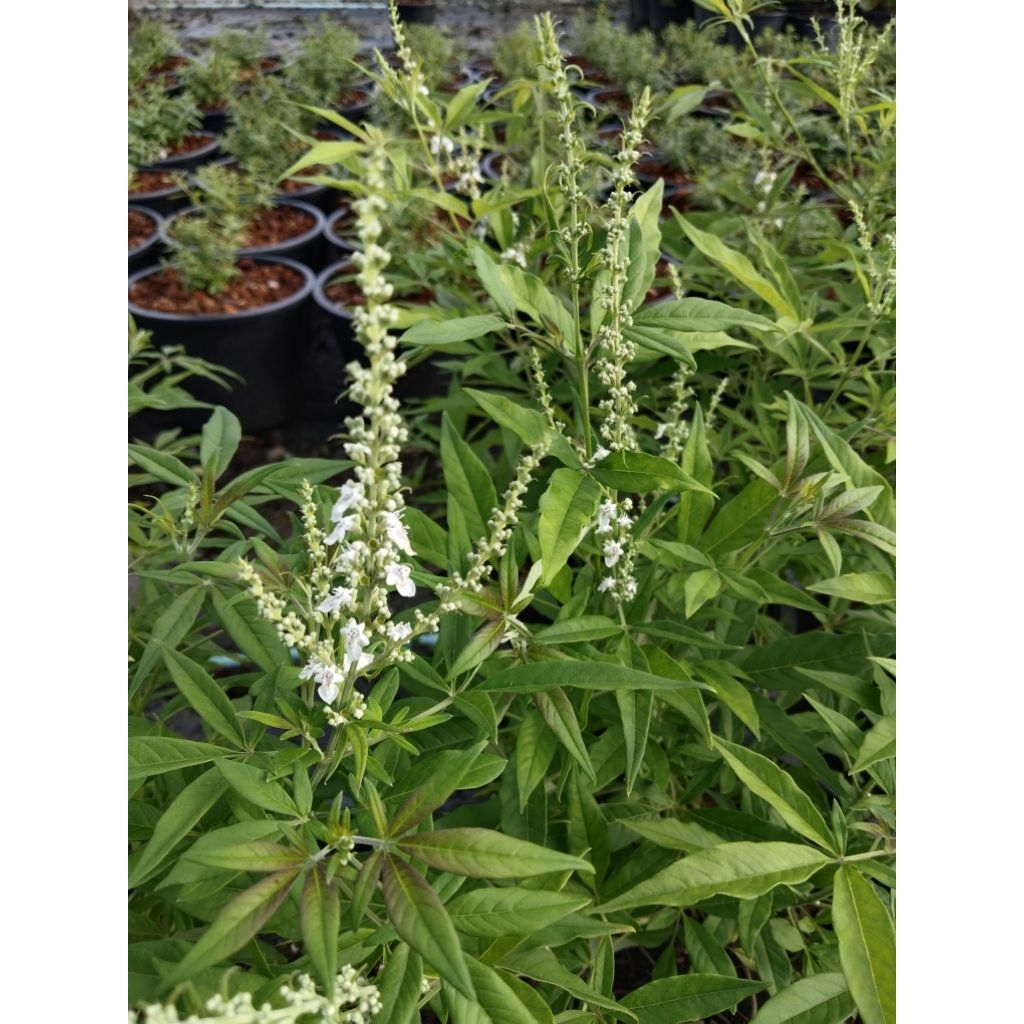 ดอกไวเท็กซ์  สีขาว (Vitex) Chaste Tree หรือ Chasteberry