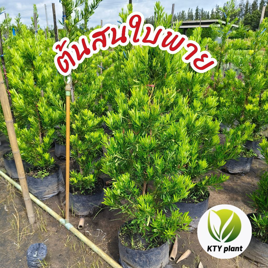 ต้นสนใบพาย สนจักรพรรดิ์ ความสูง 50-100ซม. ต้นไม้