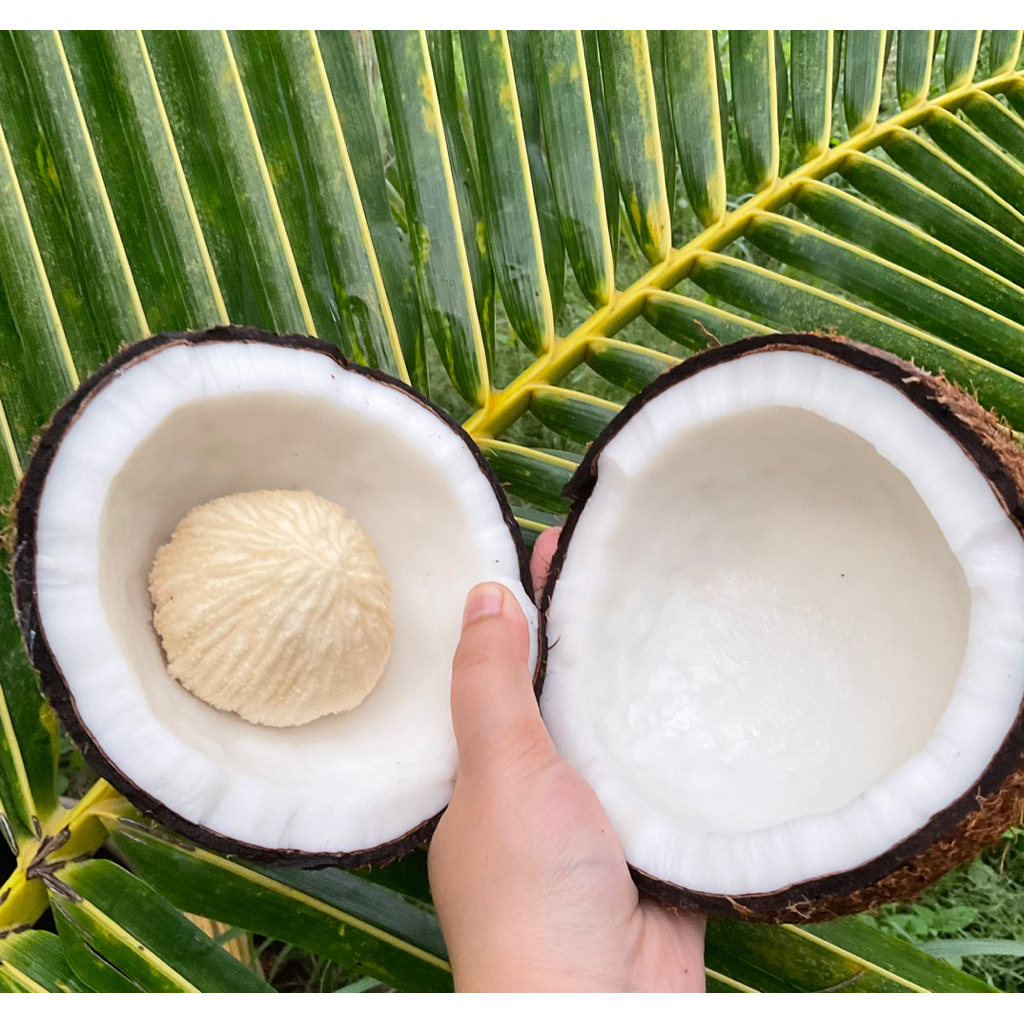🥥 มะพร้าวคั่นกะทิ 0.8-1kg.(น้ำหนักที่ปลอกแล้ว) “แก่จัด+เนื้อหนา+น้ำหวาน+บางลูกมีจาว”