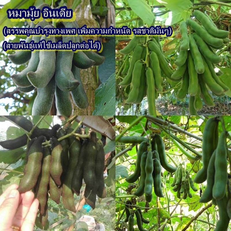 3 เมล็ด เมล็ดพันธุ์หมามุ้ยอินเดีย (กสีเขียวเข้ม ไม่คัน ดอกสีม่วง เมล็ดสีดำ เมล็ดหมามุ้ยอินเดียมีสรรพคุณบำรุงทางเพศ)