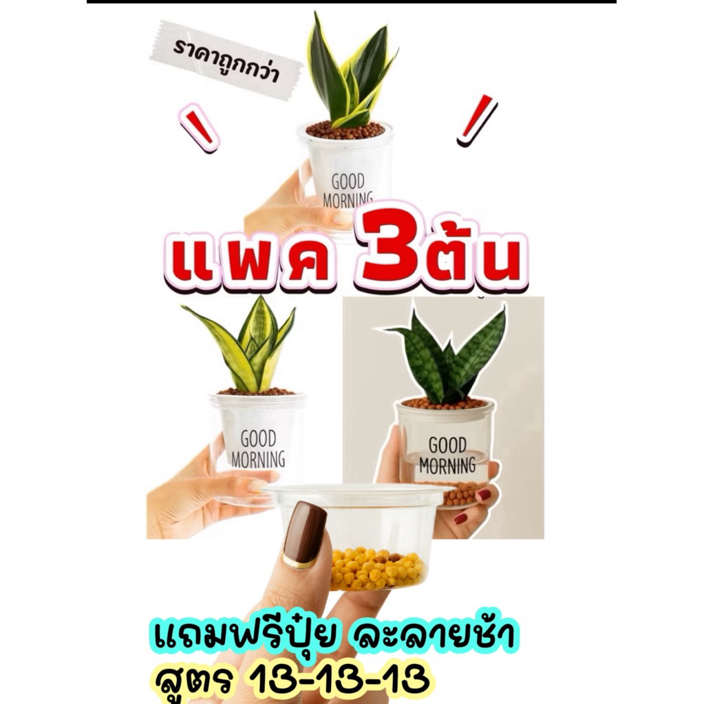 ต้นลิ้นมังกร 3 สายพันธุ์ +กระถาง good morning รดน้ำอัตโนมัติ+ หินpopper+แถมฟรีปุ๋ยสูตร13-13-13