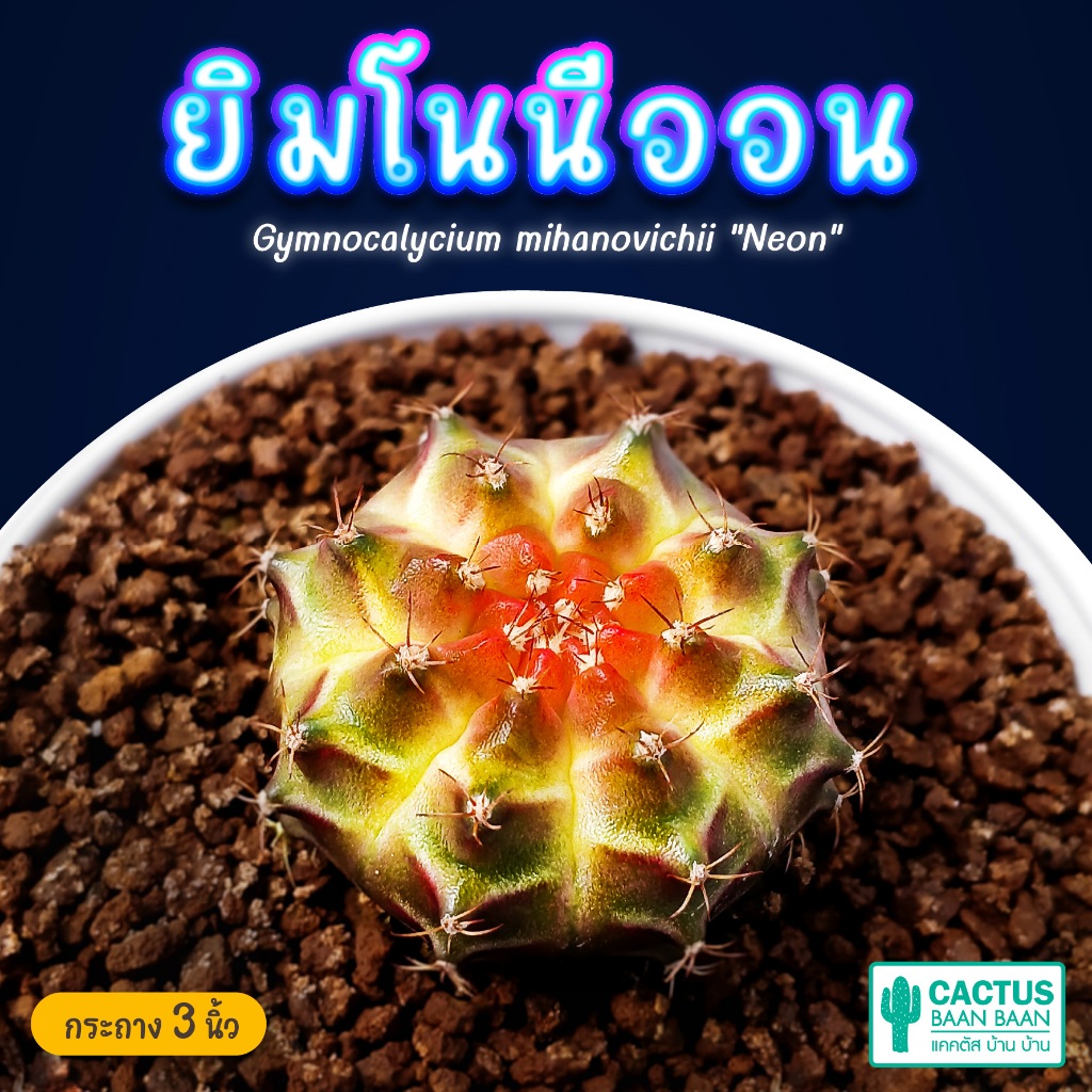 ยิมโนนีออน ไม้เมล็ด Gymnocalycium Neon