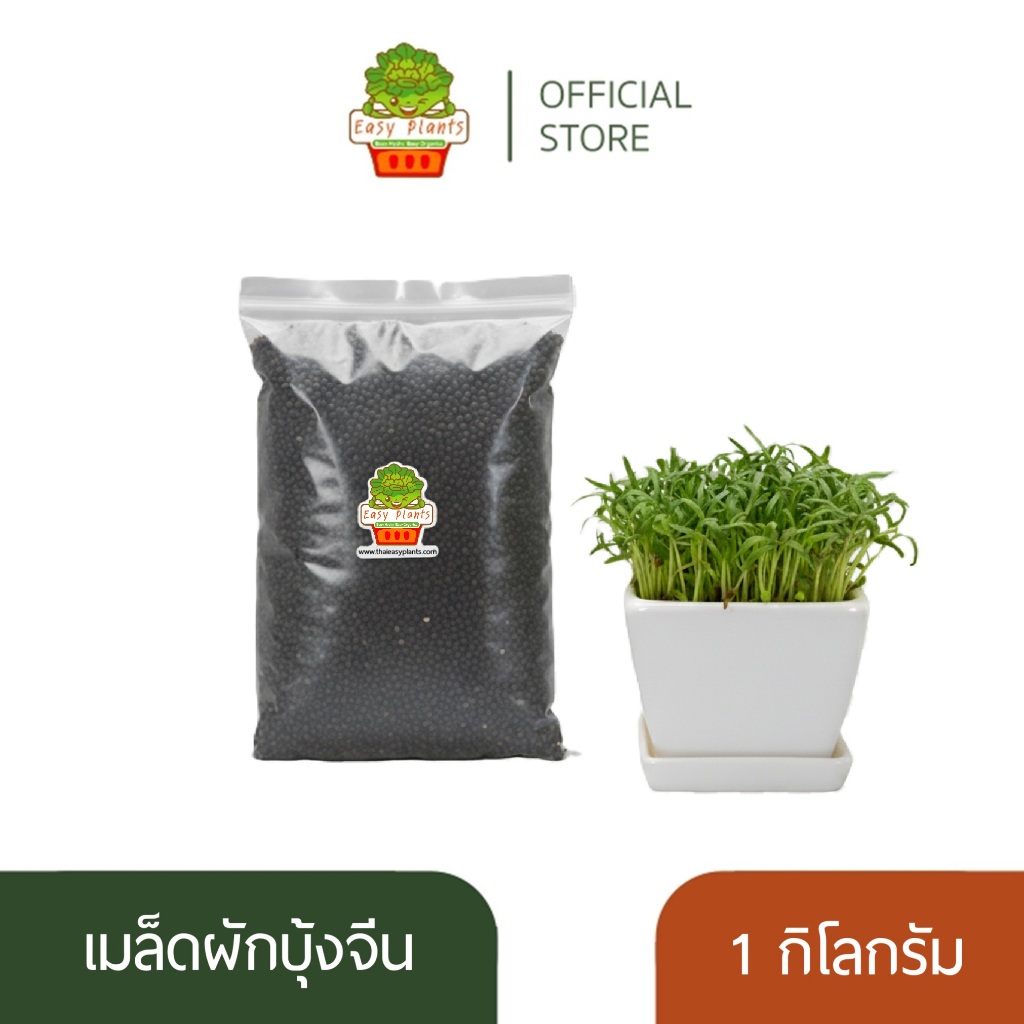 เมล็ดผักบุ้งจีน อัตราการงอก 99% พันธุ์เรียวไผ่ ผักบุ้งงอก ผักบุ้งต้นอ่อน เมล็ดพันธุ์ผักบุ้งออแกนิก