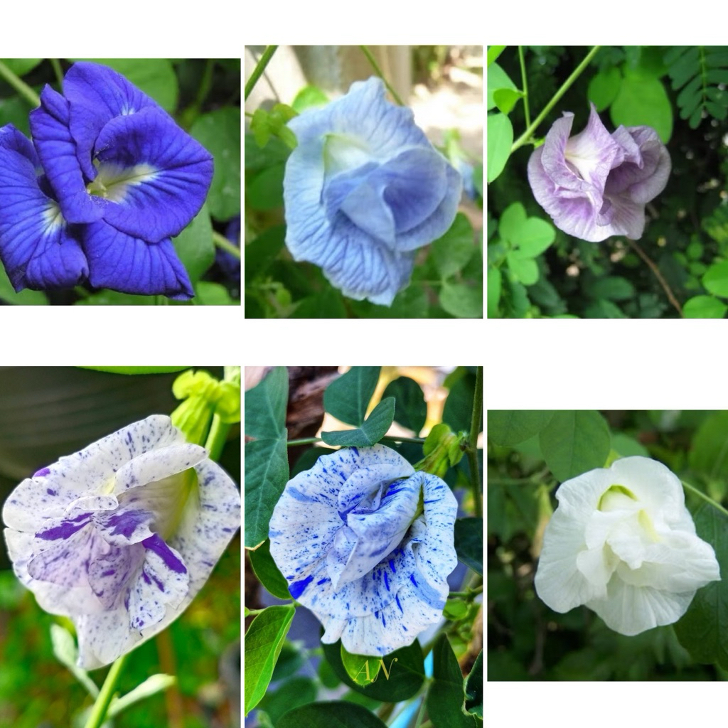 เมล็ดพันธุ์ ดอกอัญชัน อัญชัน กลีบซ้อน 5 ชั้น ( Butterfly Pea Seed ) สี ฟ้า,ม่วง,ขาว จำนวนเมล็ดอยู่ที่รายละเอียดสินค้าค่ะ – โปรปัง