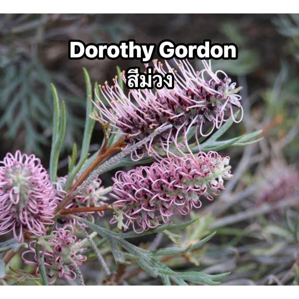 เกรวิลเลีย Dorothe Gordon สีม่วง กระถาง 11