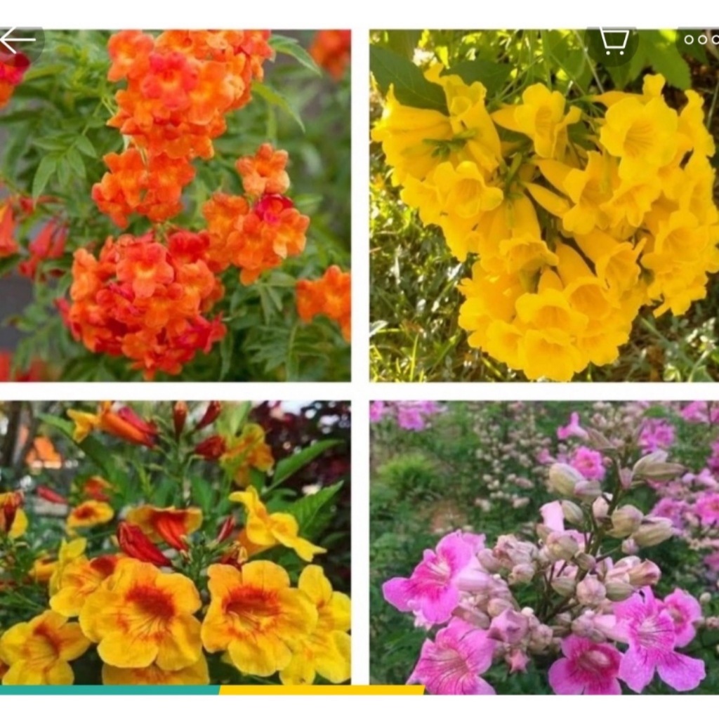 ต้นทองอุไร สูง 10 -15 ซม (มีทองอุไรสีส้ม และ ทองอุไรมิกกี้เมาส์ สีเหลือง สีชมพู)