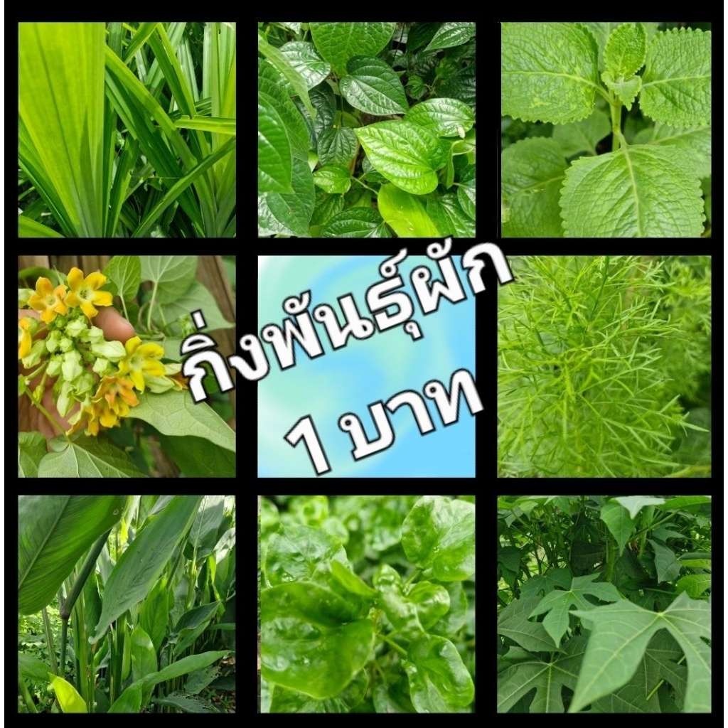 พันธุ์ผักพื้นบ้าน ผักสวนครัว กิ่งพันธุ์-หน่อพันธุ์ น่าปลูก เริ่มต้นเพียง 1 บาท (ขั้นต่ำ 5 ชิ้น คละได้)
