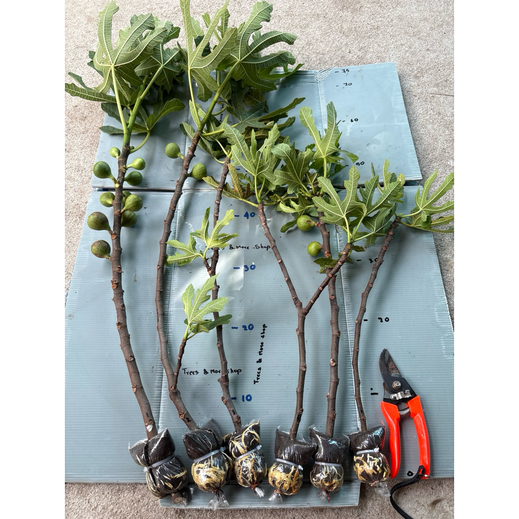 กิ่งตอน มะเดื่อฝรั่ง Fig พันธุ์ LDA  Longue d’ Aout