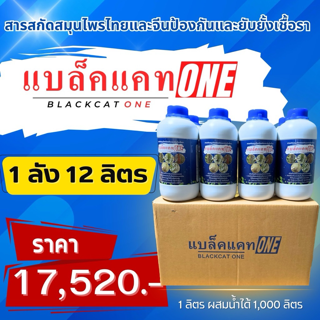 ยาเชื้อราแบล็คแคทONE-โปรยกลัง