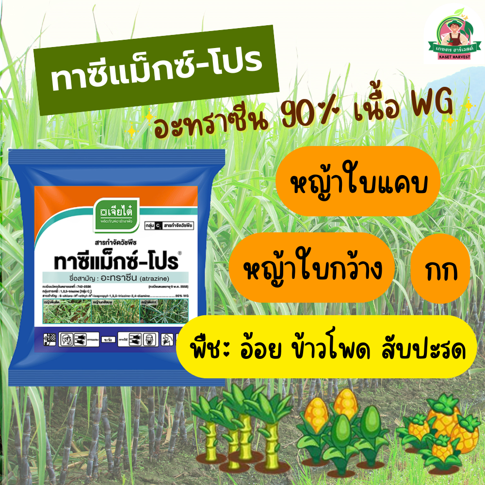 ทาซีแม็กซ์โปร อะทราซีนเม็ด เจียไต๋ ยาฆ่าหญ้าใบแคบใบกว้างกกในไร่อ้อยข้าวโพด