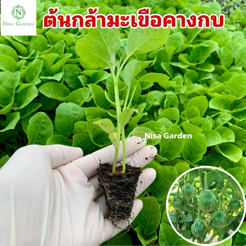 Nisa Garden ต้นกล้ามะเขือเปราะคางกบ แข็งแรง โตเร็ว 🔥(ซื้อ 10 แถมฟรี 2 หลุม)🔥