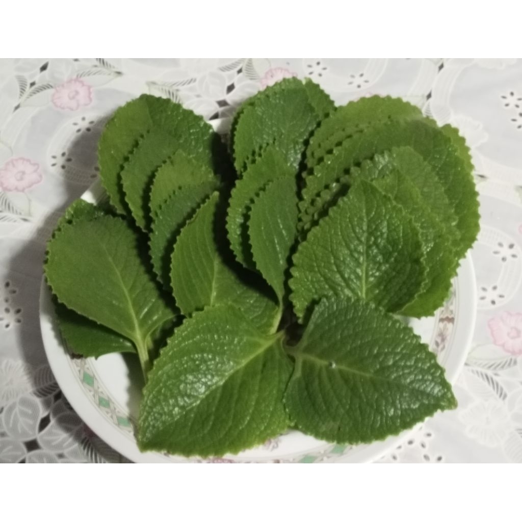 ใบหูเสือตัดสด จากสวนเกษตรปลูกแบบปลอดภัยไร้สารเคมี