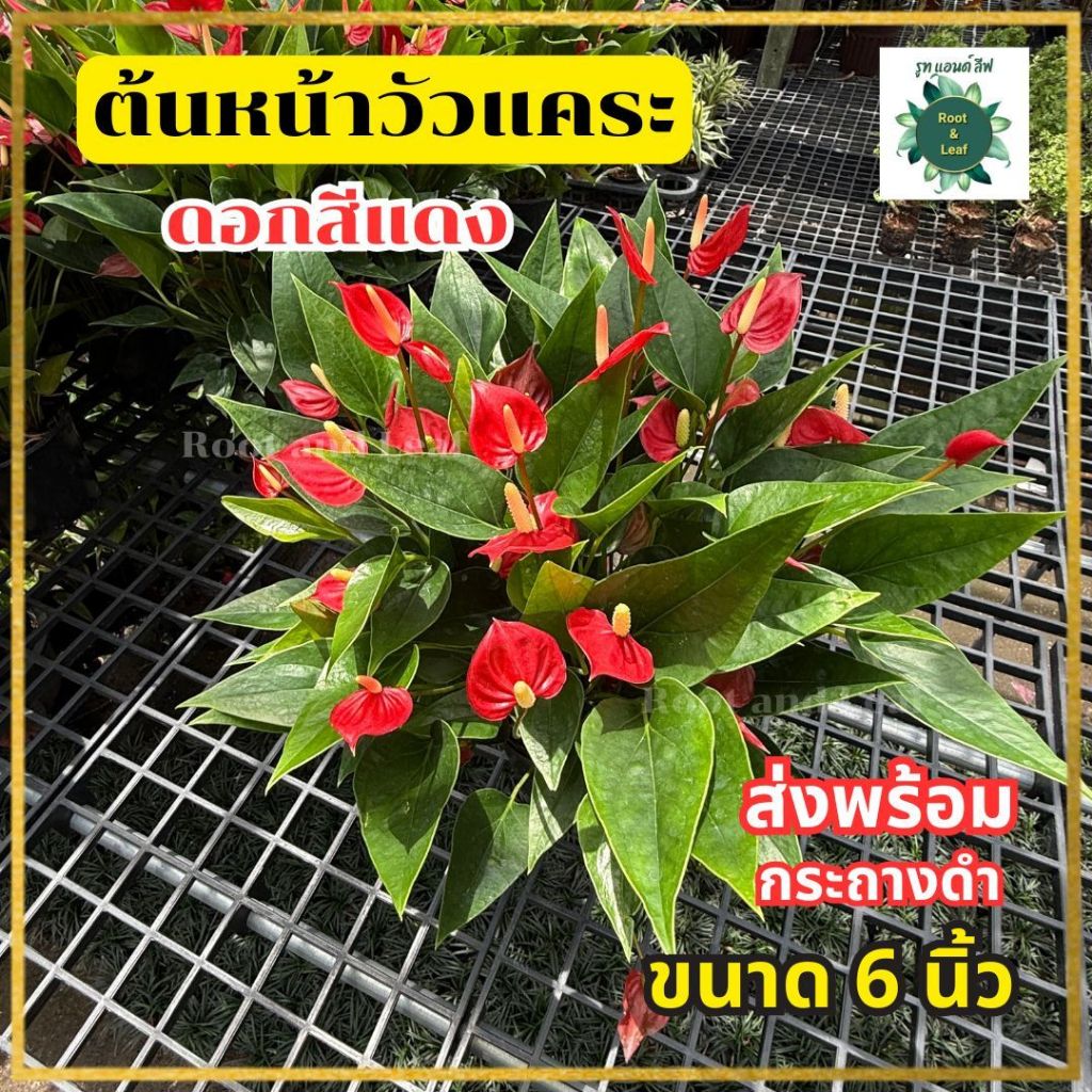 ต้นหน้าวัวแคระ ดอกสีแดง ส่งพร้อมกระถาง ขนาด 6 นิ้ว นิยมปลูกในกระถางประดับภายในบ้านหรือจัดสวน ดูแลง่าย