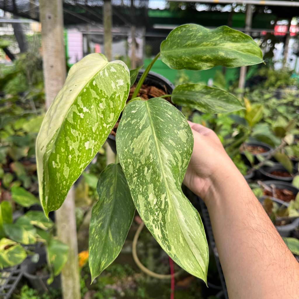 Philodendron jose buono ฟิโลเดนดรอน จอสบรูโน่