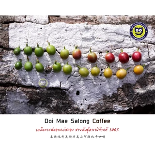 เมล็ดกาแฟคั่ว 4 ระดับ 500g Arabica Coffee100% กาแฟดอยแม่สลอง