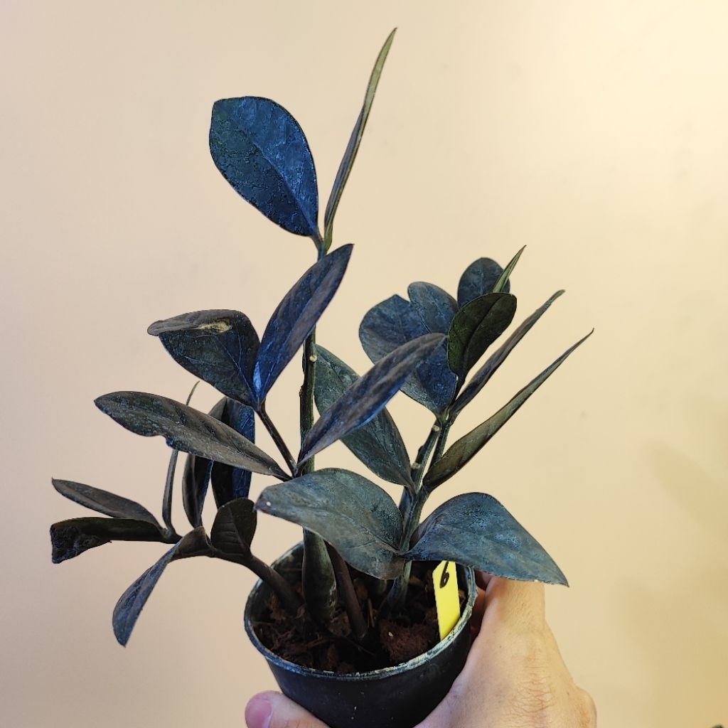 กวักดำ Black ZZ Plant กระถาง3" กวักนิล กวักมรกต ต้นกวักดำ กวักมรกตดำ