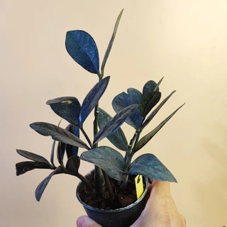 กวักดำ Black ZZ Plant กระถาง3" กวักนิล กวักมรกต ต้นกวักดำ กวักมรกตดำ