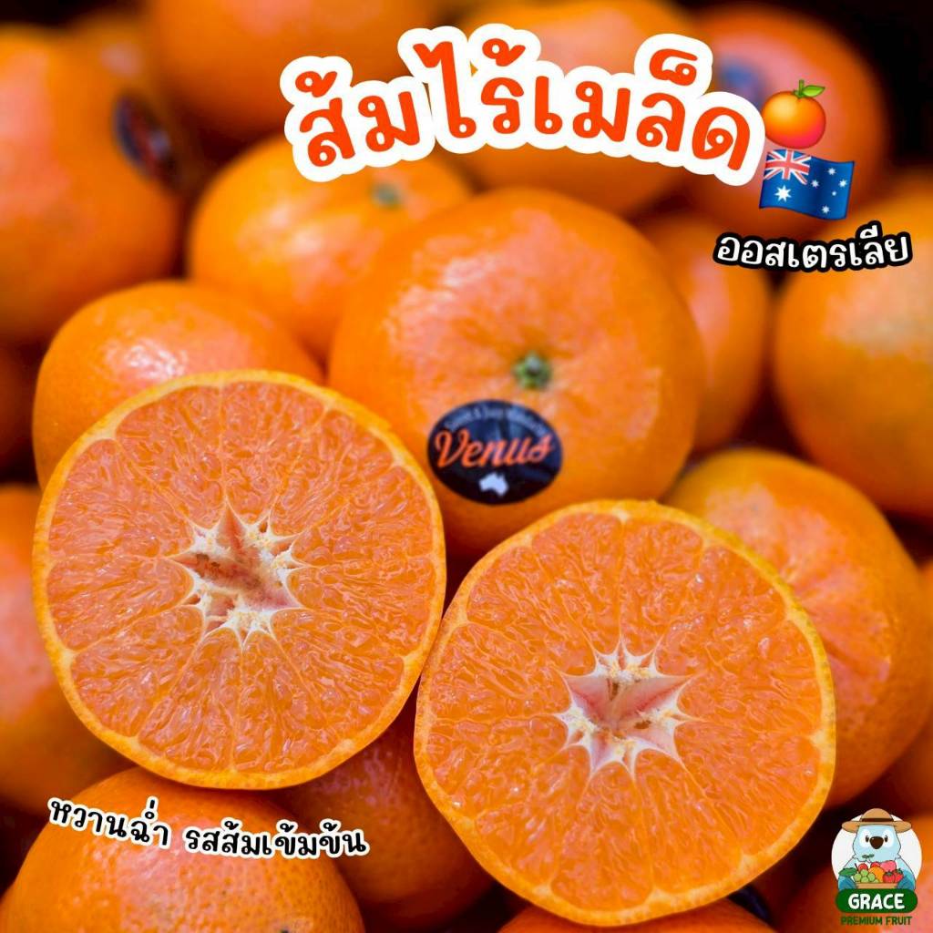 ส้มจิ๋ว แมนดาริน ไร้เมล็ด ออสเตรเลีย 🍊🇦🇺 พรีเมี่ยม ฉ่ำน้ำ