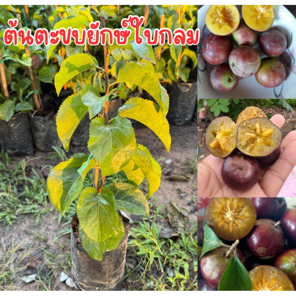ต้นตะขบยักษ์ใบกลม  กิ่งตอน พร้อมปลูก สูง50เซน