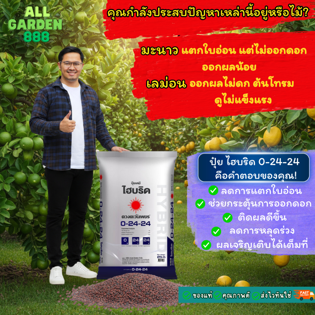 0-24-24 ปุ๋ยไฮบริด ลดการแตกใบอ่อน เพิ่มการติดดอก ออกผล มะนาว เลม่อน ทุเรียน คั้วเหนียวลดการหลุดร่วง 