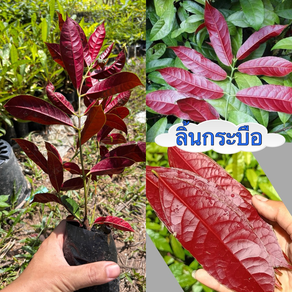 ต้นลิ้นกระบือ ไม้ประดับไม้มงคล ใบสวยมี2สีใช้ในงานใบตองพานพุ่ม บายศรี ต้นเเข็งเเรงพร้อมปลูก สินค้าเสียหายยินดีเคลมฟรี