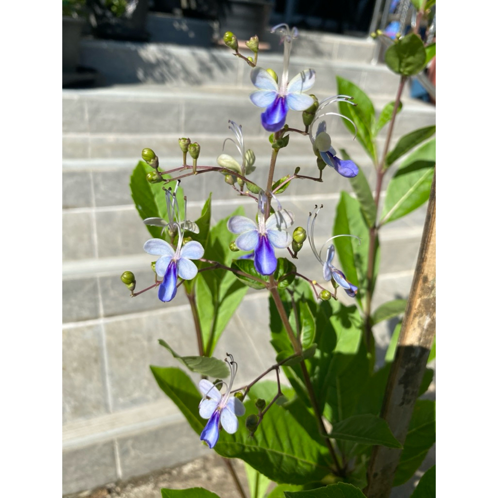ต้นผีเสื้อแสนสวย (Rotheca myricoides) มีดอกสีฟ้า–ม่วงอ่อนคล้ายผีเสื้อ