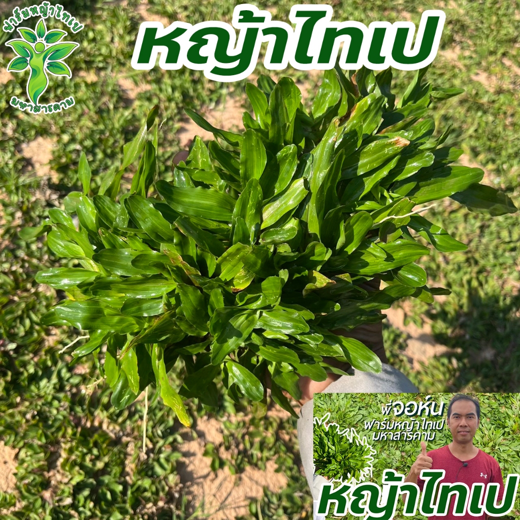 หญ้าไทเปสดใหม่ 5 ตารางเมตร (2.5 กิโลกรัม) ถอนเช้า ส่งบ่ายทุกวัน