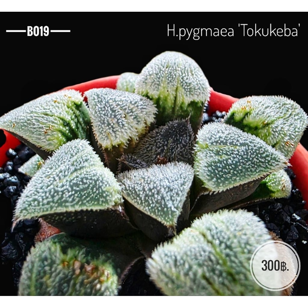 H.pygmaea 'Tokukeba' B019