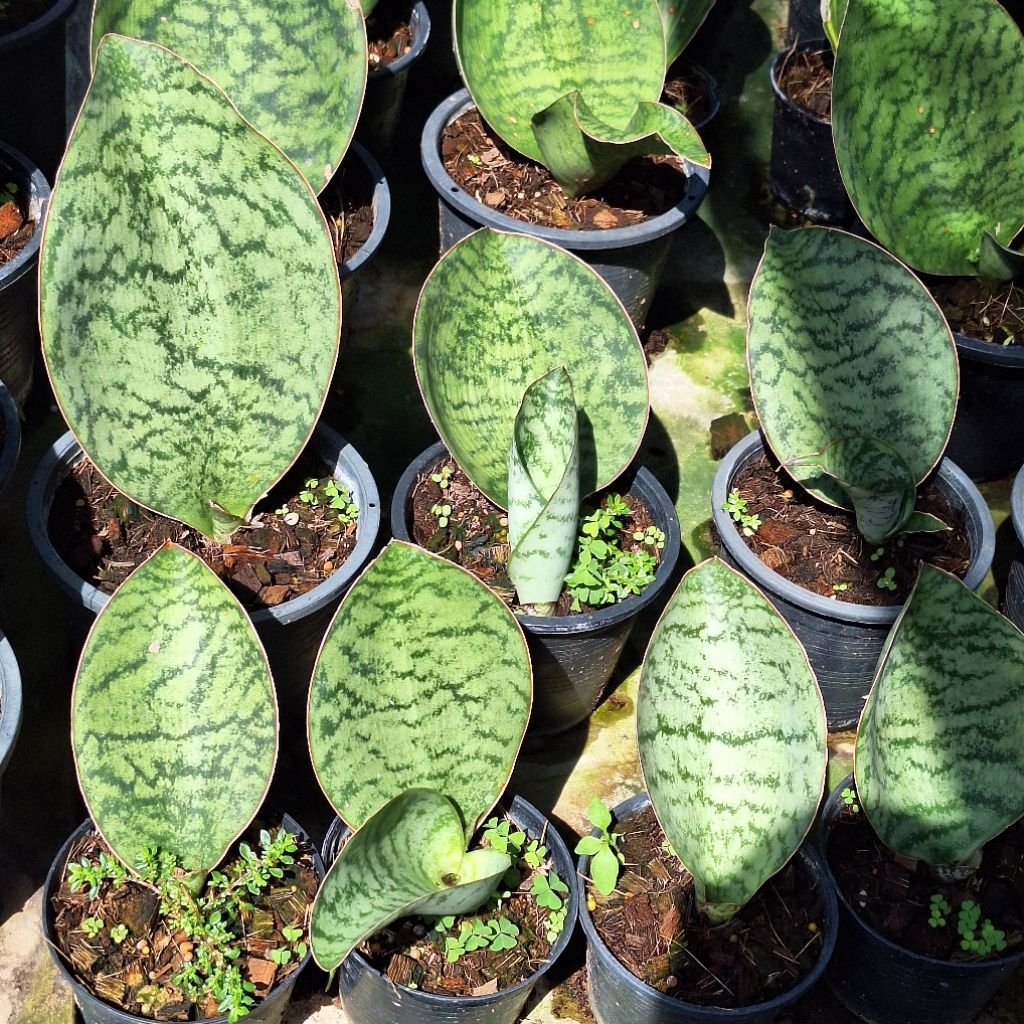 ลิ้นมังกรหูช้าง Sansevieria hu chang