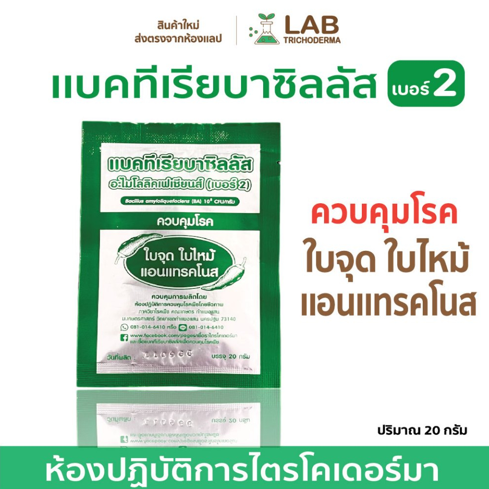 【 ผลิตใหม่ 】 เเบคทีเรียบาซิลลัสBA(เบอร์2)ม.เกษตร ใบจุด ใบไหม้ เเอนเเทรคโนส