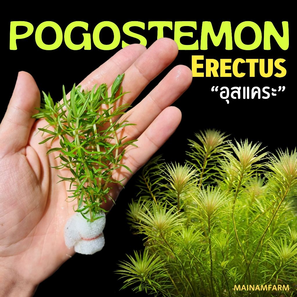 อุสแคระ – POGOSTEMON ERECTUS ต้นไม้น้ำ