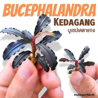 บูเซปเคดาแกง ‘แดง’ (ก็อตซิลล่า) เลือกขนาดได้ – Bucephalandra Kedagang 'Red' (Godzilla) ต้นไม้น้ำ