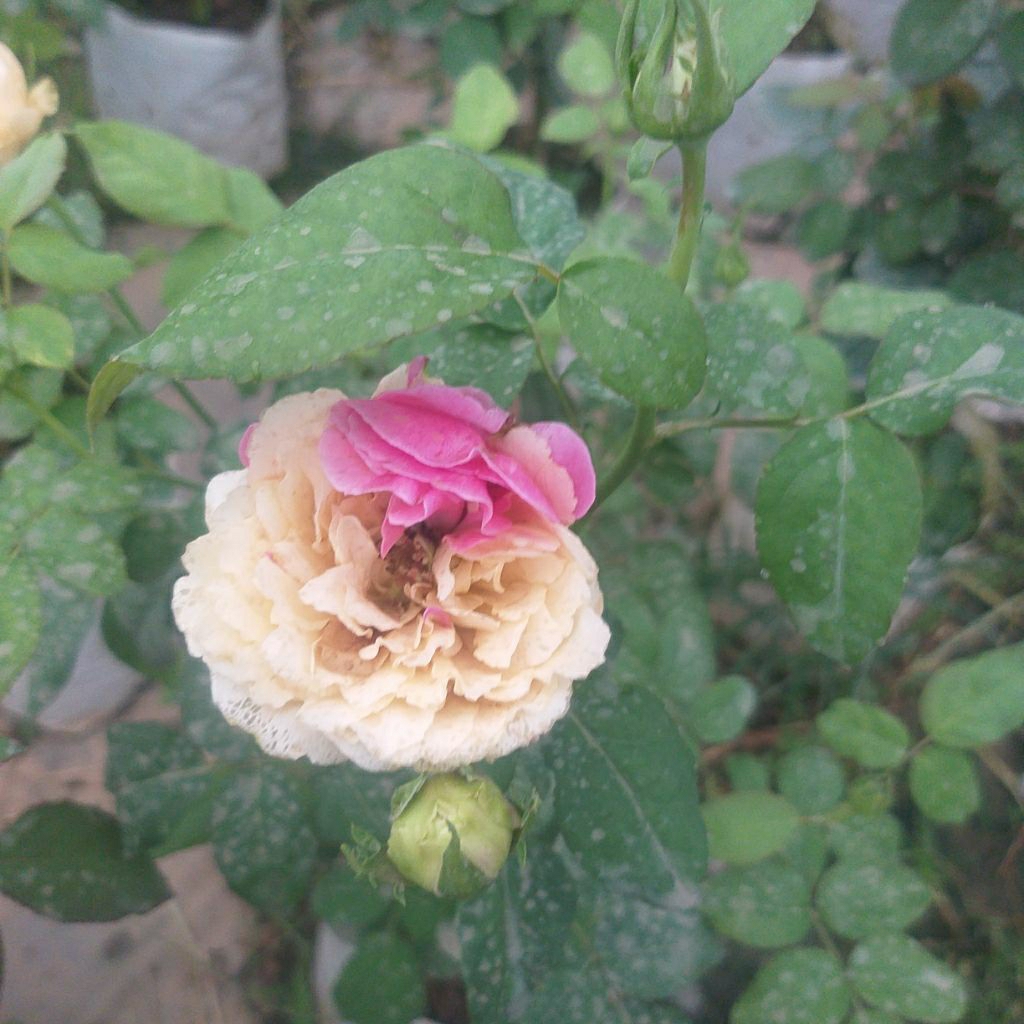 กุหลาบ  Fugetsu ฟูเก็ตสึ