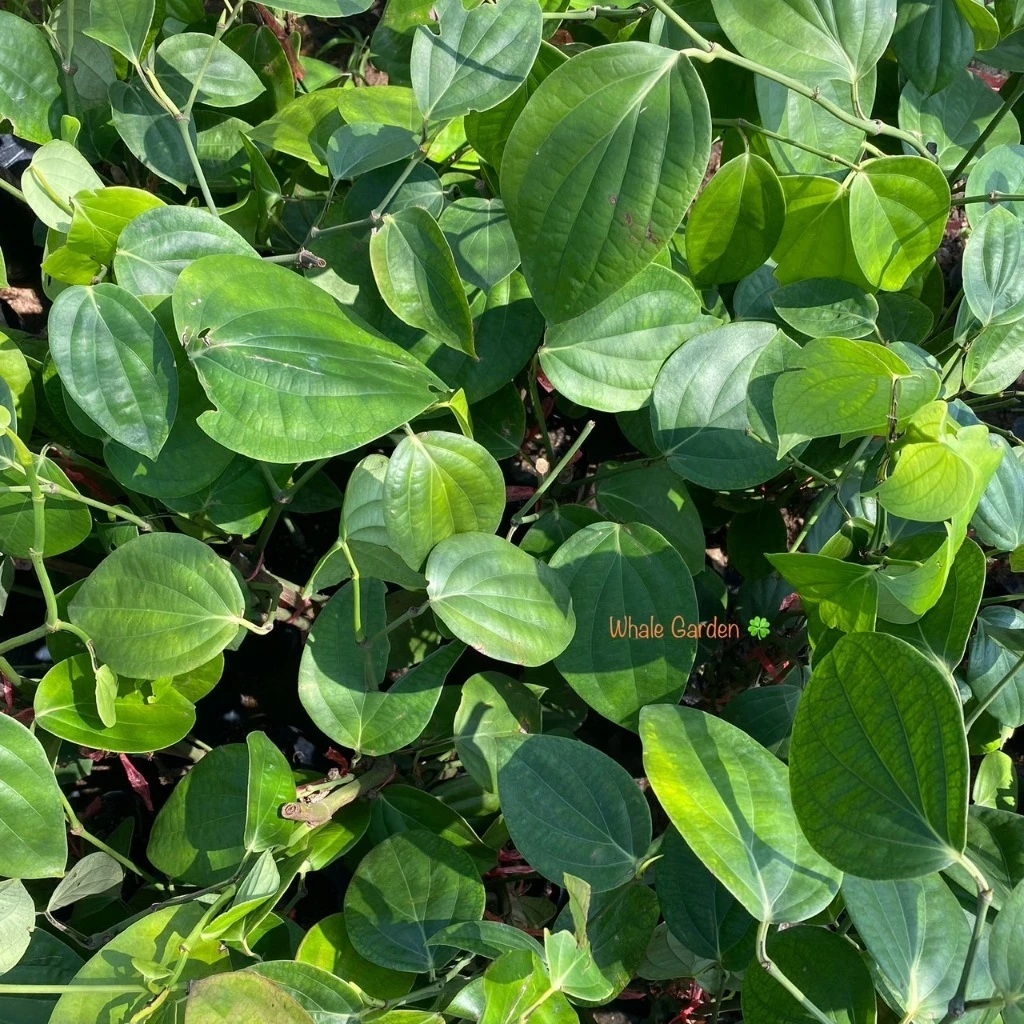 ต้นพริกไทย พันธุ์พริกไทยซีลอน (Pepper) กิ่งชำ รูปที่ 4