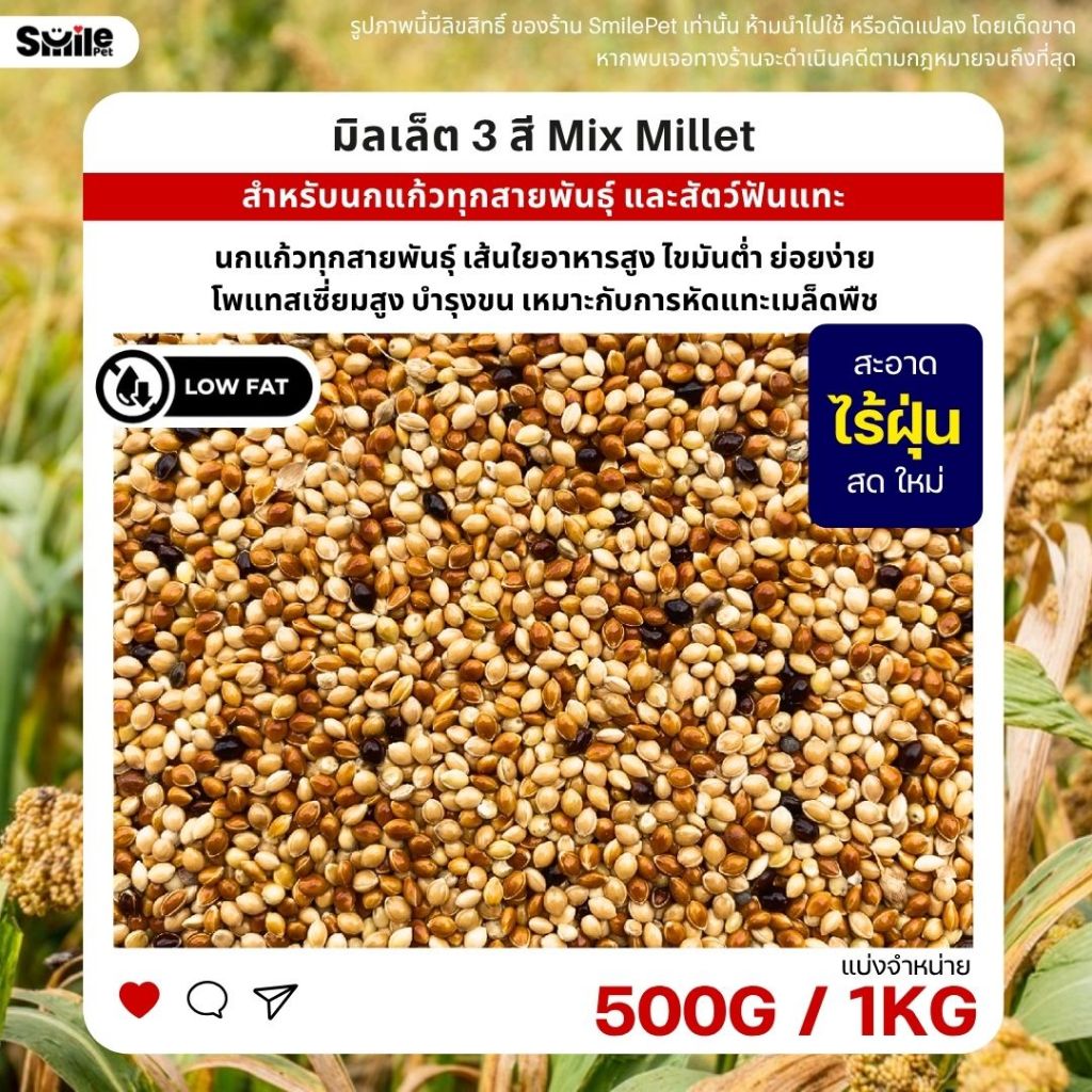 มิลเล็ต 3สี Mix Millet เกรดA อาหารนกเขาเล็ก นกแก้ว สัตว์ฟันแทะ สะอาด ร่อนฝุ่น (แบ่งขาย 500G / 1KG)