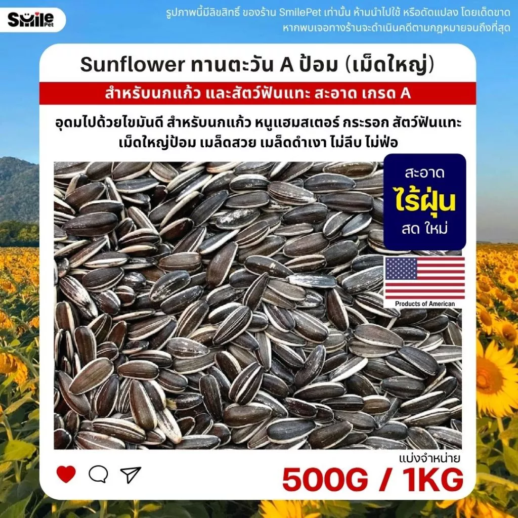 ทานตะวัน Aป้อม เม็ดใหญ่ เกรดA อาหารนกแก้ว และสัตว์ฟันแทะ สะอาด ร่อนฝุ่นทุกถุง (แบ่งขาย 500G / 1KG)