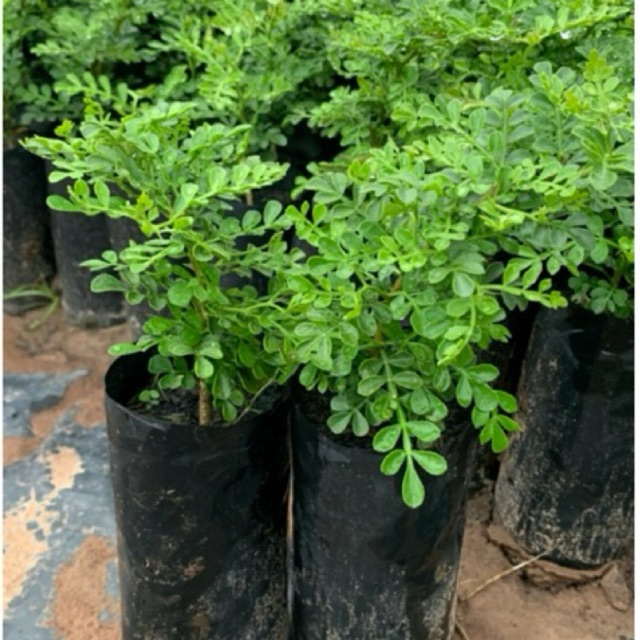 ต้นมะสัง(ไม้ดัดบอนไซ)