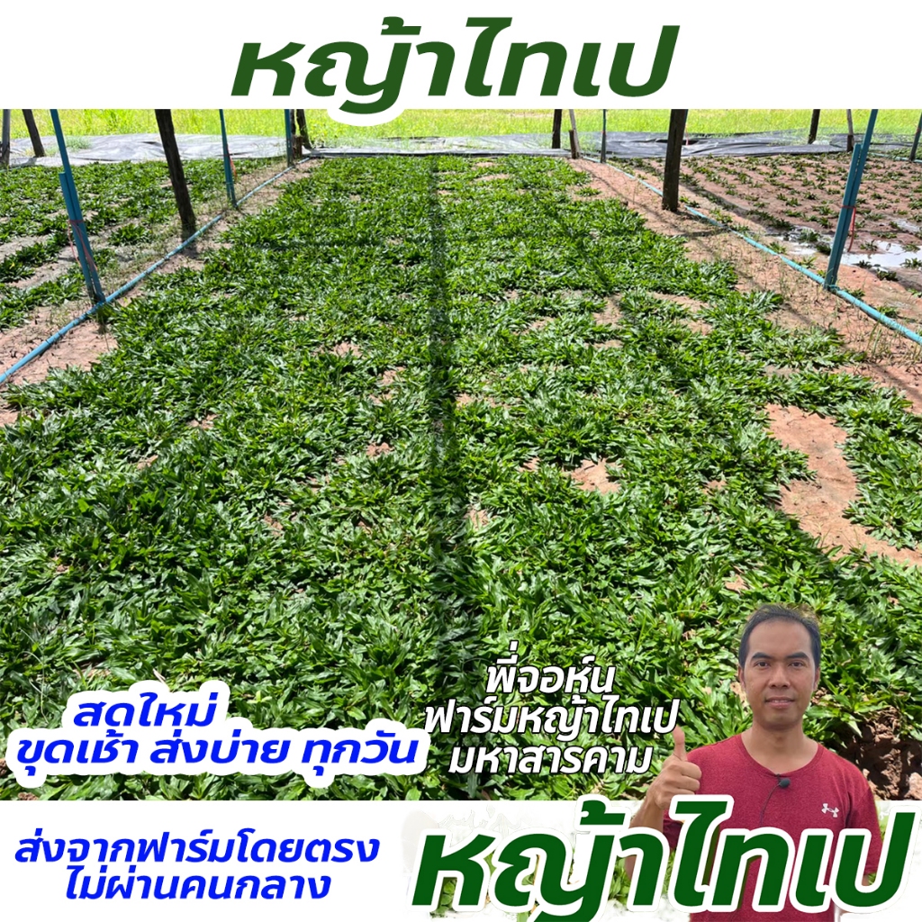 หญ้าไทเป 30 ตารางเมตร (15 กิโลกรัม) หญ้าไทเปแท้ไม่ยาว ไม่ต้องตัด ถอนเช้า ส่งบ่ายทุกวัน