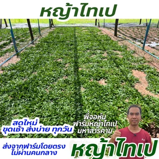 หญ้าไทเป 30 ตารางเมตร (15 กิโลกรัม) หญ้าไทเปแท้ไม่ยาว ไม่ต้องตัด ถอนเช้า ส่งบ่ายทุกวัน