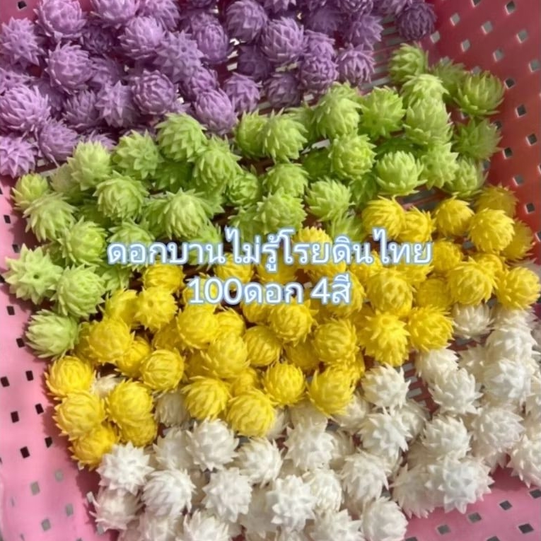 ดอกบานไม่รู้โรยดินไทย 100ดอก แบบหนีบกลีบ ดอกไม้ดินไทย หลากสีสัน