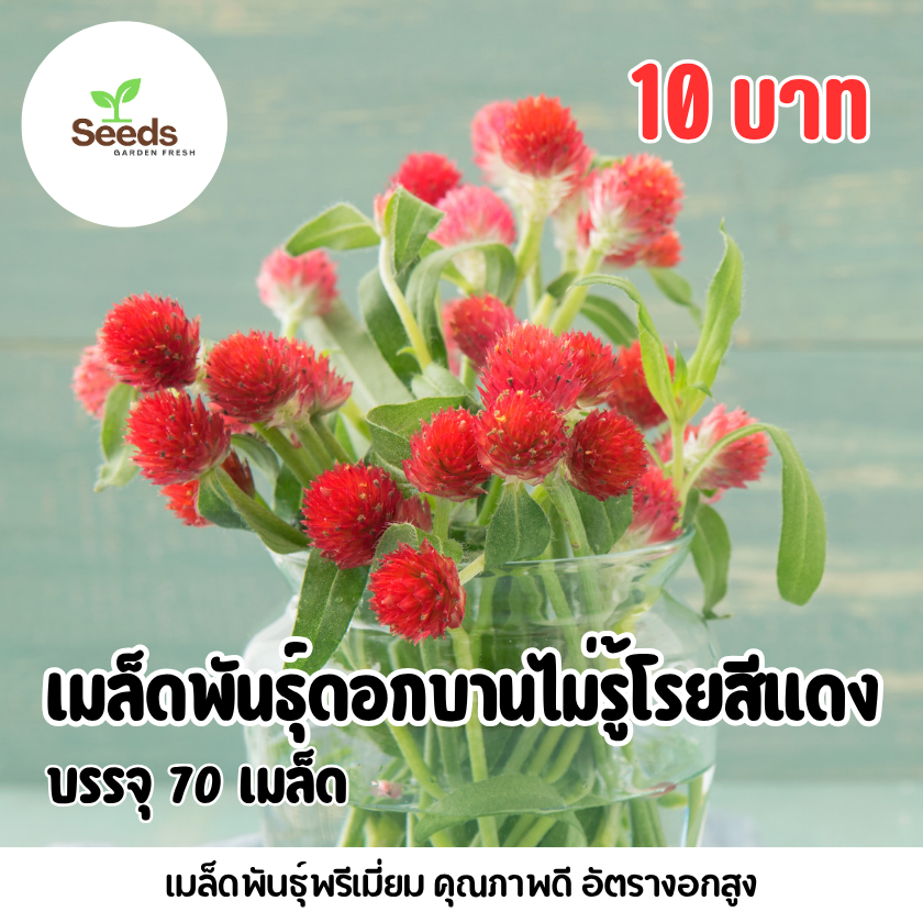 เมล็ดพันธุ์ดอกบานไม่รู้โรยสีแดง บรรจุ 70 เมล็ด